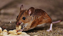 24 Hour & Emergency Exterminators in Hazleton, PA